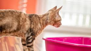 tips for cleaning a litter box petmd