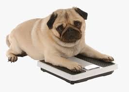 But fat dog mendoza knows justwhat to do! Am I Fat Fat Dog Hd Png Download Kindpng