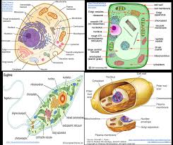 Animal cells don't have these structures. Module 3 2 Prokaryotes And Eukaryotes 2021 Bio018 Biology A Level And Transition To University