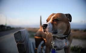 wallpaper dog dog breed snout