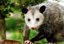 how to get rid of opossums updated