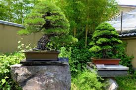 omiya bonsai art museum saitama