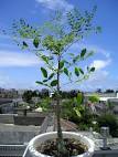 Resultado de imagem para Moringa Hildebrandtii