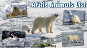 Arctic Animals List With Pictures Facts Information