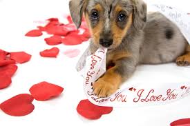 We want to make you. 48 Valentine S Day Puppies Free Wallpaper On Wallpapersafari