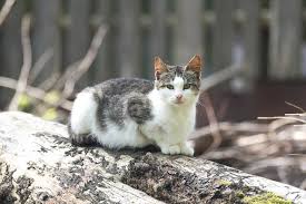 7 tips for transitioning an outdoor cat