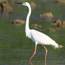 Grande Aigrette - Ardea alba