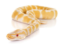 albino ball python care sheet
