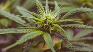 Stay up to date on the latest stock price, chart, news, analysis, fundamentals, trading and investment tools. Cannabis Stock Will Hexo Get Delisted Next