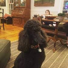 5 best poodle rescues in texas 2023