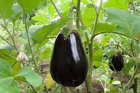plant and grow eggplants