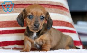 sasha miniature dachshund puppy for