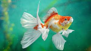 white goldfish aquarium fish swim 3d