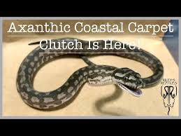 axanthic coastal carpet python clutch