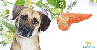 for pancreais in dogs