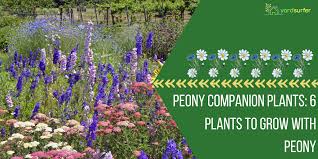 Peony Companion Plants 6 Plants To