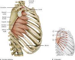 Discover the muscle anatomy of every muscle group in the human body. Rib Cage Angling Downwards And Anatomy Muscle Anatomy Human Anatomy