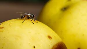 des moucherons dans la cuisine