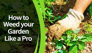 How To Weed Your Garden Like A Pro T