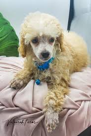 apricot toy poodle stud lockhart in