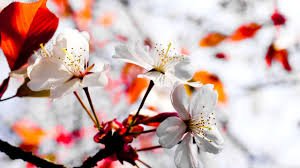 free 3d flower wallpapers