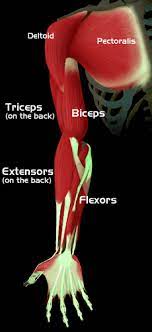 The anterior compartment is the flexor compartment because these muscles flex the forearm. Arm Muscles