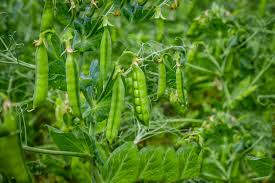 3 main types of peas for your garden