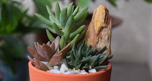 All About Growing Succulents My