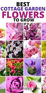 35 Best Cottage Garden Flowers To Grow