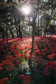 Red Flowers Indoor Flowering Plants