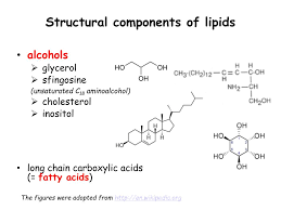 ppt structure of lipids powerpoint