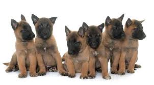 the belgian malinois dog are you