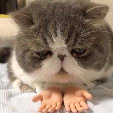 Don t look funny cats cute funny animals funny cat pictures. Grey And White Cat Close Up Cats With Prosthetic Hands Know Your Meme