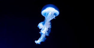 wallpaper blue jellyfish dark glow