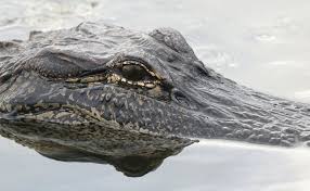 Wardens release photo of alligator found in Oklahoma lake