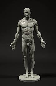 Male anatomy стоковые фото, картинки и изображения. Amazon Com Male Anatomy Figure 11 Inch Anatomical Reference For Artists Grey Home Kitchen