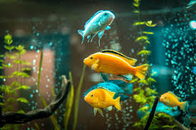 fish tank images browse 1 001 958