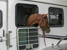 how-do-you-trailer-a-horse-long-distance