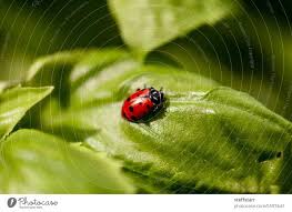 lady bug coccinellidae in a garden as