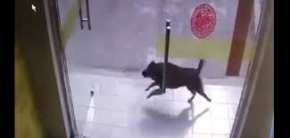 Watch Dog Chasing A Cat Crashes Into