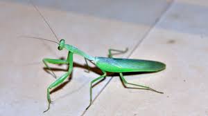 With it's pointed eyes and do your research before you commit to buying any pet, please do your own independent research. Praying Mantis Food All About What These Insects Eat Pet Ponder