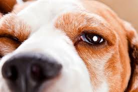 abnormal eyelid in dogs symptoms
