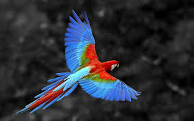 macaw wallpapers wallpaper cave