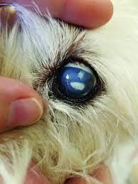 cloudy eyes in dogs whole dog journal