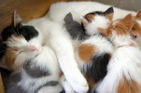 Image result for mother cat with kittens