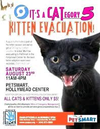 Adoption Flyer Template Great Kitten Poster Lost Cat Pet