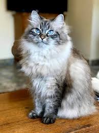 A shorter, dense undercoat of downy hair. File Female Adult Siberian Cat With Seal Lynx Point Coat Color Jpg Wikipedia