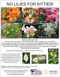 Toxic Plants For Cats Pet Poison Lily Cat