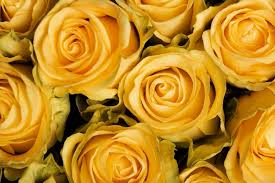 yellow roses images free on