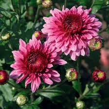 Chrysanthemums Grow Guide Care And